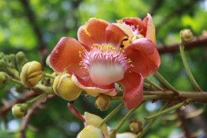 Couroupita Guianensis, Cannonball Tree, East Coast Park, Singapore