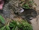 Rabbit's nest under a Crepe Myrtle tree; overnight in a box until a visitor's dog left