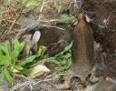 5 Baby bunnies discovered by a visiting dog - nest camouflaged under our backyard tree