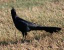 Male Grackle