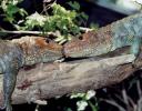 Lizard Love - Fort Worth Zoo