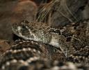 Diamondback Rattler, Dallas TX