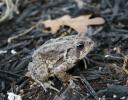 Garden Toad