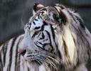 White Tiger, Fort Worth Zoo