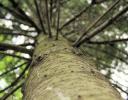 White Pine, Ottawa, Ontario