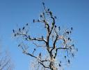 Cormorants, White Rock Lake, Dallas, Texas