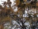 Golden Threads - unidentified golden-yellow vines draped in the trees -Chapala, Mexico
