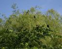 Grackles, Coppell, Texas