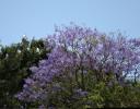 Egrets nesting in Jacaranda trees, Chapala, Mexico