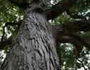 Pecan tree, Raleigh, NC