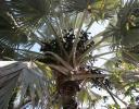 Palm and fruit, southwestern Mexico