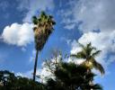 Palm trees, Chapala, Mexico