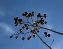 Myrtle seedpods - Lewisville, TX