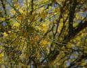 Palo Verde in bloom, Ajijic, Mexico