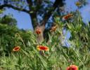 Bugs’ eye view in a field of Firewheels, Coppell, Texas
