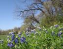 Bluebonnets, park forest trails in Coppell, Texas