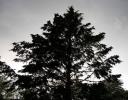 Ponderosa Pine silhouette, Ottawa, ON, Canada