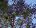 Jacaranda in Ajijic, Mexico
