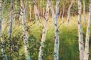 Quaking Aspen, 24 x 36 Acrylics on stretched canvas
