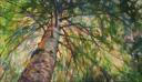 White Pine Bows - framed, 20 x 34 x 2 inches Acrylics on stretched canvas.