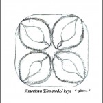 American Elm Seeds/Keys design, pencil on paper