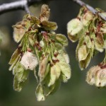 American Elm Seeds/Keys, early Spring in Coppell, Texas