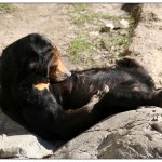 Asian Sun Bear at the Fort Worth Zoo, TX