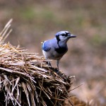 Blue Jay at the Dallas Arboritum
