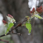 Photography, Early Spring morning in Coppell, Texas