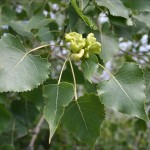 Eastern Cottonwood, photography, Ottawa, Ontario Canada