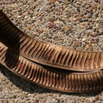 Flamboyant Tree seed pods from Chapala, Mexico
