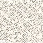 Flamboyant Tree seed pods design, pencil outline on paper, shaded digitally