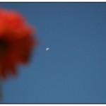 Title - Giant Zinnia - morning moon November 11, 2006