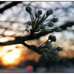 Linden Sunset - March 2007 - Coppell, Texas