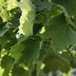 Wind In The Maples design inspiration, photography, Kingston, Ontario Canada