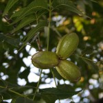 Pecan nuts, Dallas, Texas