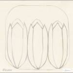 Pecans, pencil on paper