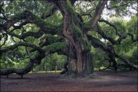 Please sign the petition to halt development next to the 1500 year old Angel Oak on Johns Island, South Carolina.