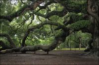 Please sign the petition to halt development next to the 1500 year old Angel Oak on Johns Island, South Carolina 