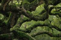 Please sign the petition to halt development next to the 1500 year old Angel Oak on Johns Island, South Carolina 