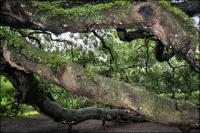 Arbourists have propped and supported the weight of some larger branches with stakes and cables.