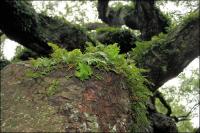 Ferns thrive on the branches of the Angel Oak, supporting smaller life forms. 