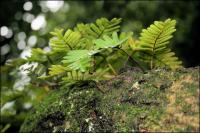 Ferns thrive on the branches of the Angel Oak, supporting smaller life forms.