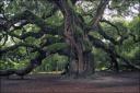 The Angel Oak, at least 1400 years old on St. John Island, South Carolina