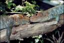 Lizard Love, Fort Worth Zoo, Texas