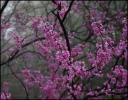 Redbuds, Mid-March in Coppell, Texas