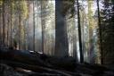 Smouldering Sequoia National Forest, northern California