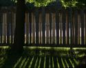 Wood fence and Willow tree shadows, Ottawa, ON, Canada