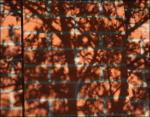 Dogwood, dried winter leaf shadows, Irving, Texas