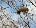 Winter branches, Coppell, Texas